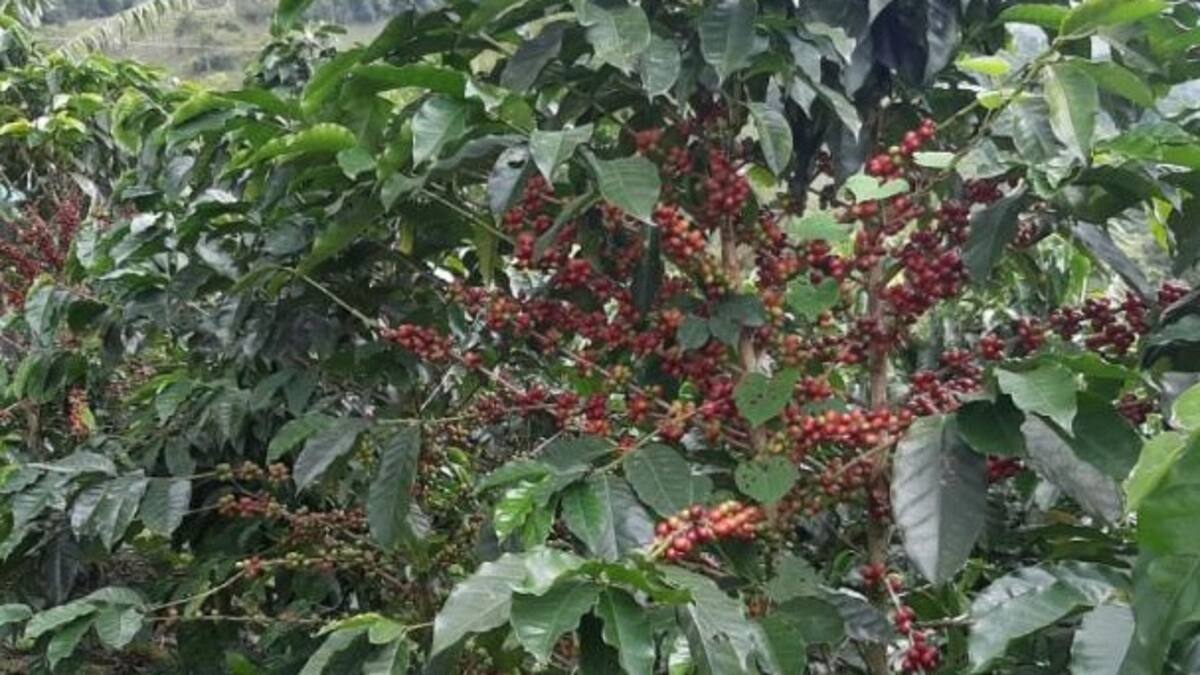 Informe cafeteros Quindío