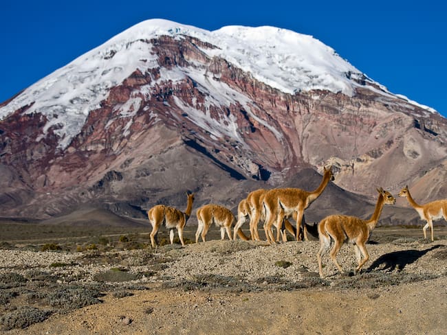 Ecuador. Wild Vicuñas in Chimborazo volvano.A conservation program in a National Park.