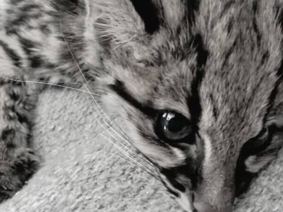 Murió el tigrillo rescatado en el norte de Bogotá