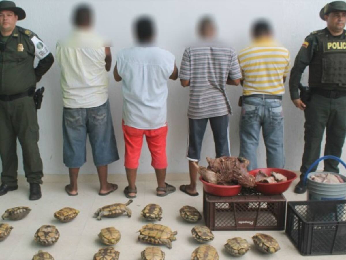 Capturas por comercialización de hicoteas, oso perezoso y carne de chigüiro en Cartagena
