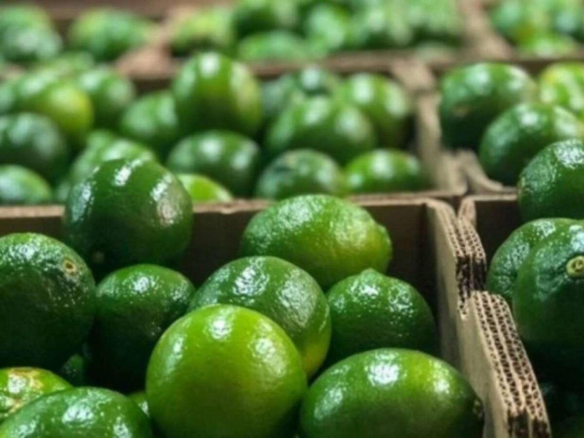 Santander: Productora de limón tahití se quedó sin exportar 26 toneladas a Estados Unidos ¿Por qué?