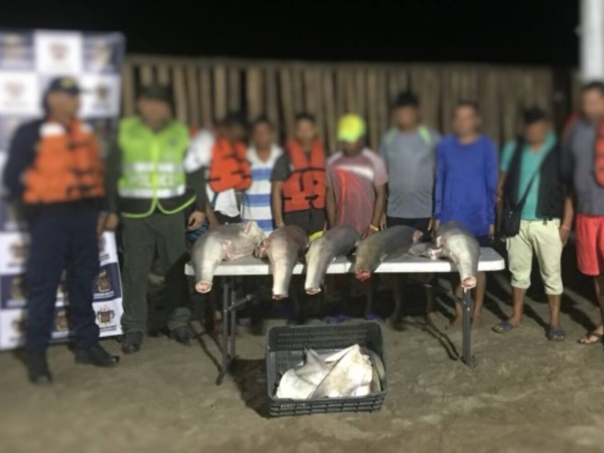 Capturan 8 personas por cortar las aletas a tiburones en Puerto Velero