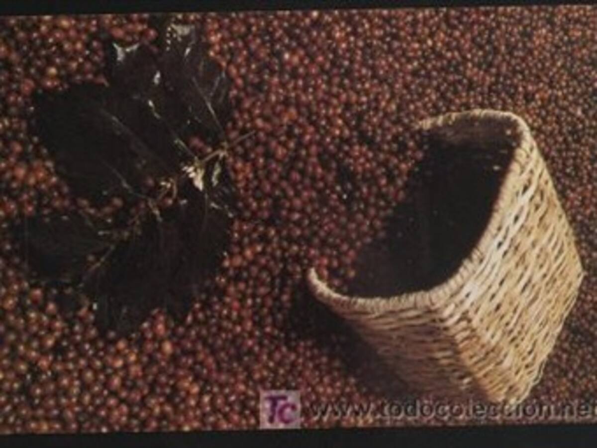 Producción de café registró un crecimiento del 55%