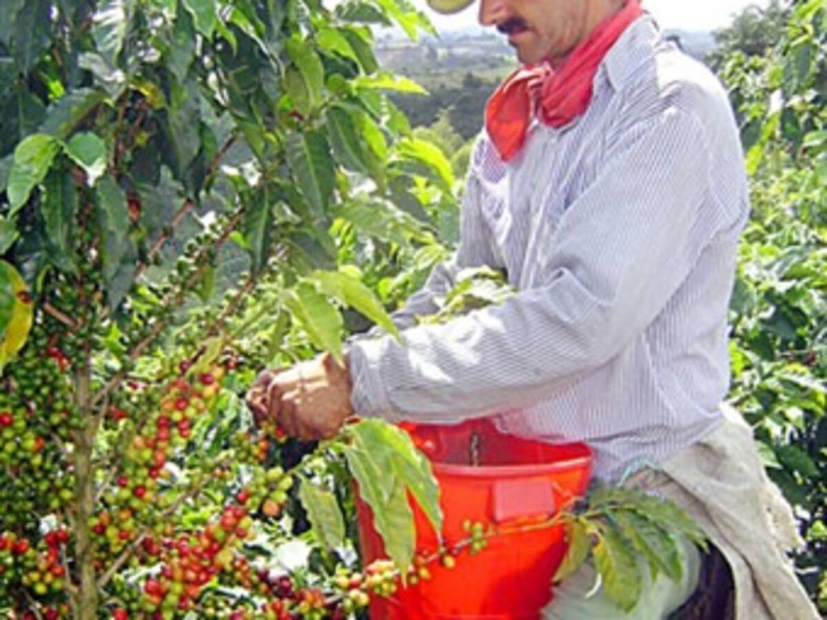 La Araña Roja invade los cultivos de café en Caldas