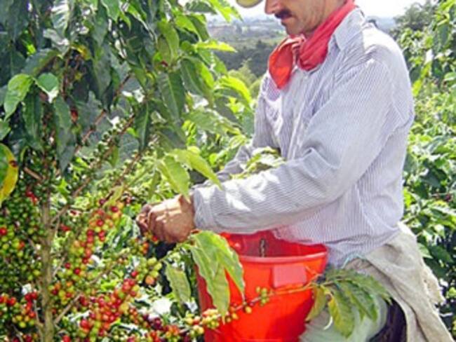 La Araña Roja invade los cultivos de café en Caldas