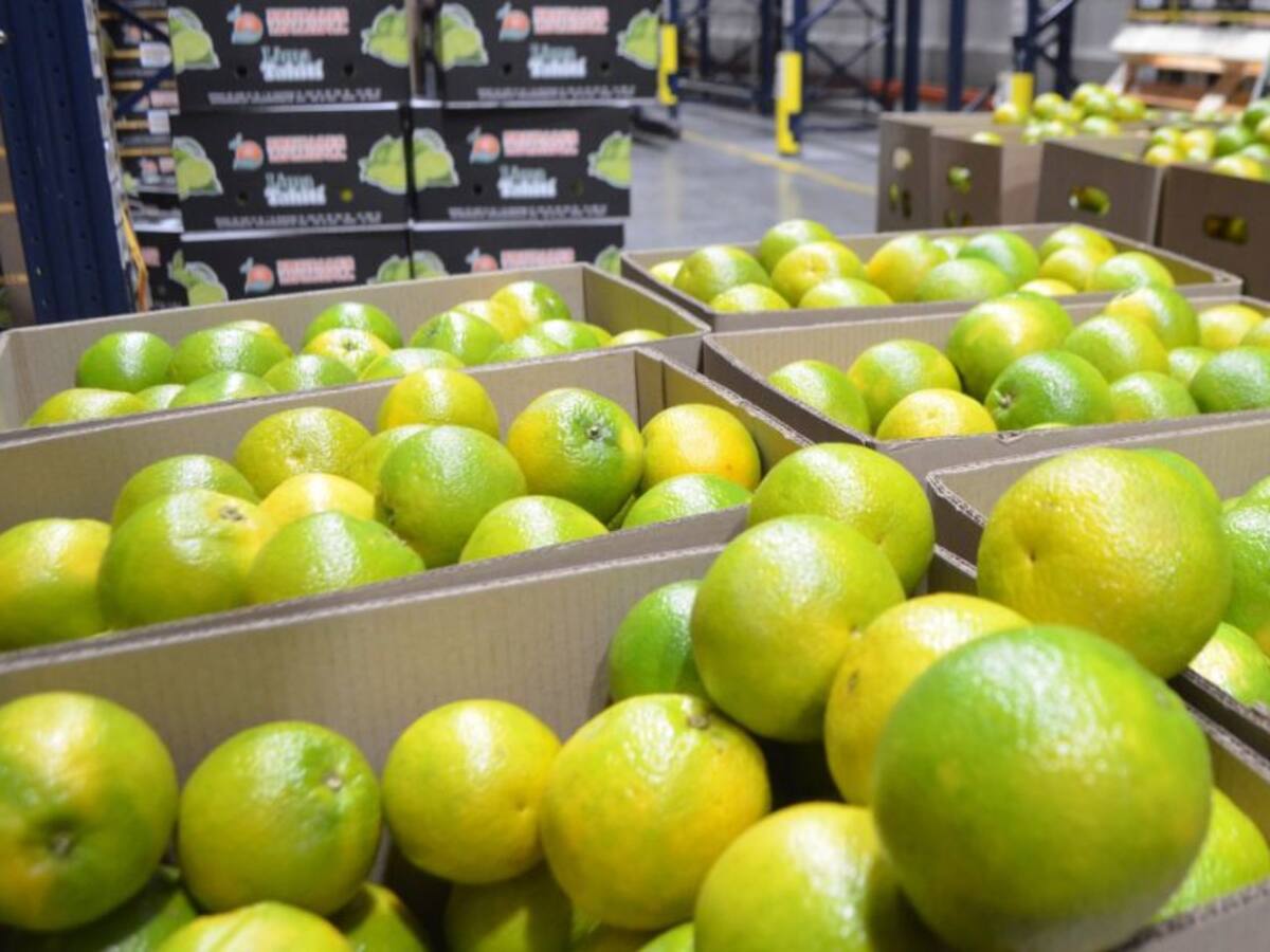 Reinician las exportaciones de naranja desde el puerto de Barranquilla