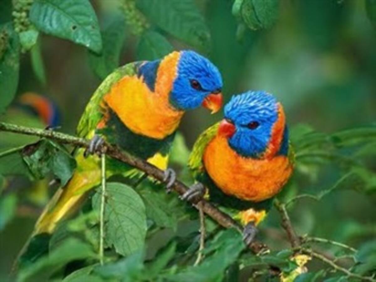 Colombia se mantiene como el país más diverso en aves con 1.897 especies
