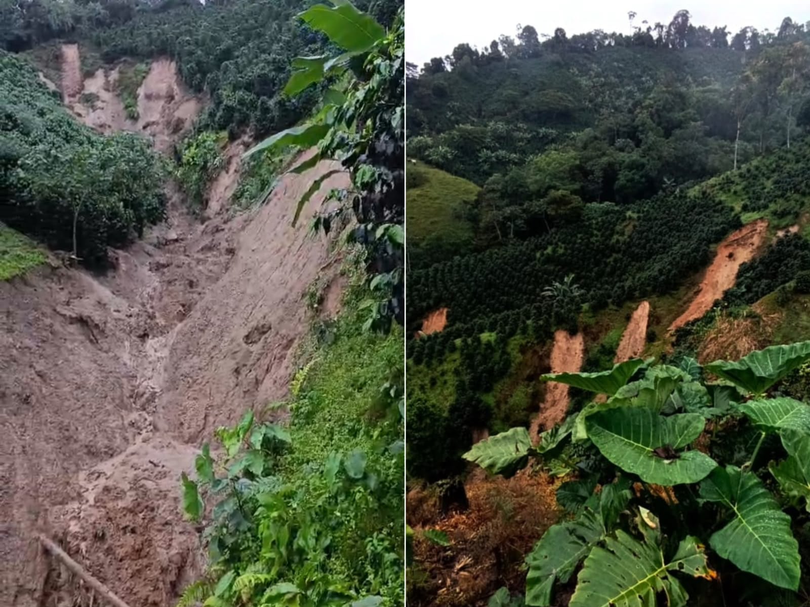 Piden maquinaria para recuperar vías y garantizar la salida de la cosecha cafetera en Ciénaga. Foto: Cortesía