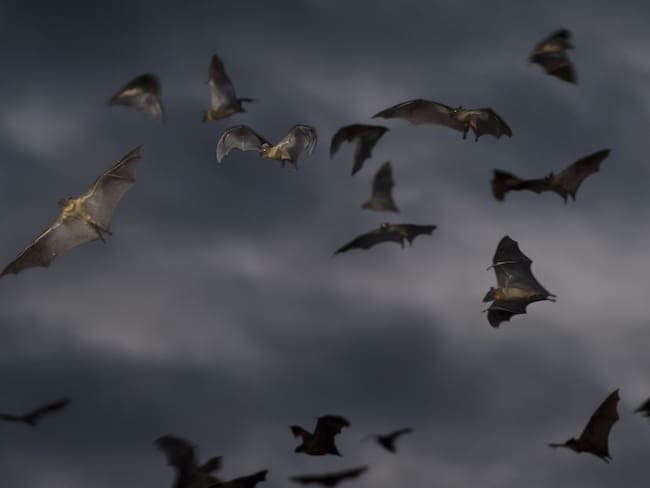 Según los expertos, los murciélagos son los huéspedes naturales del patógeno.