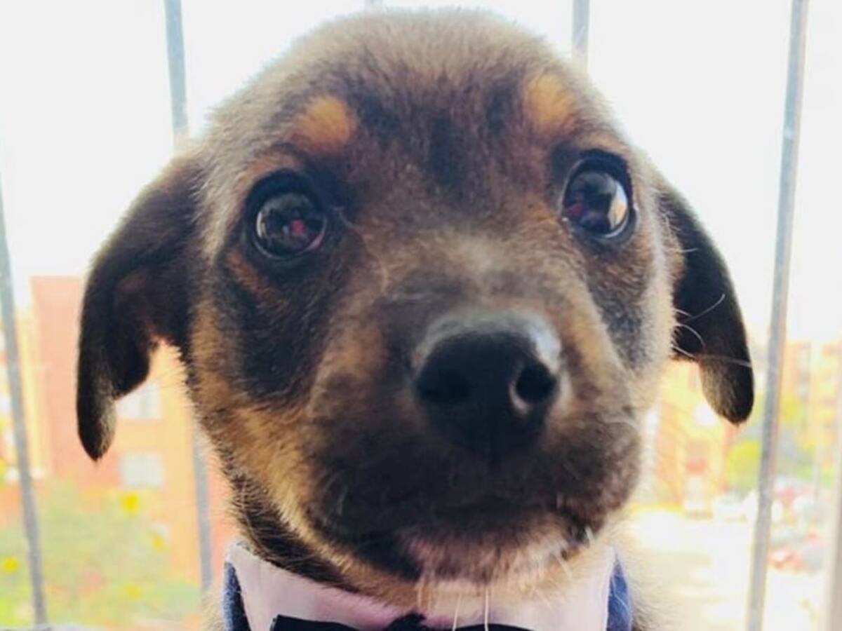 Perrito que dejaron "Vestido y alborotado" encontró nuevo hogar