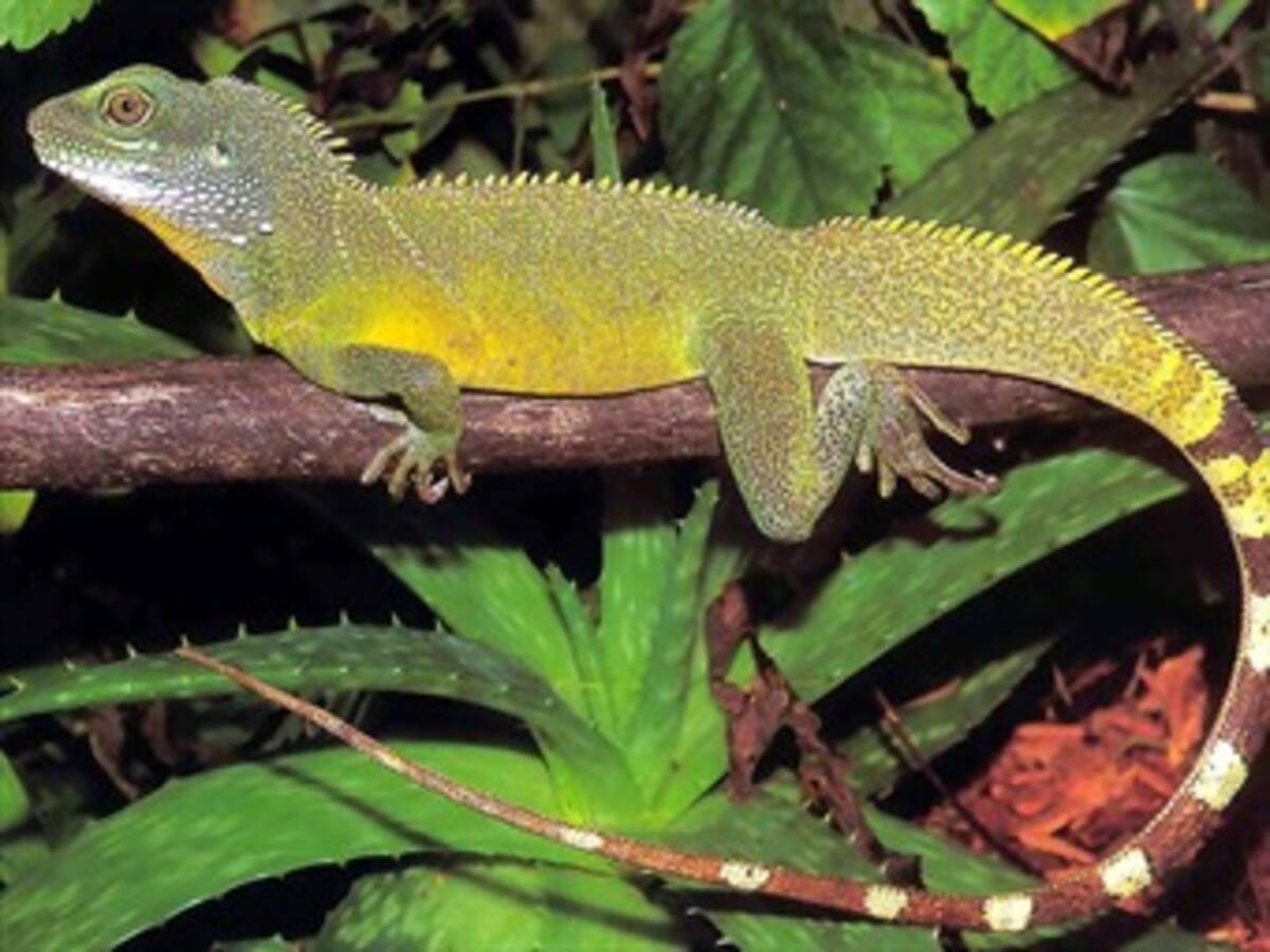 ¿Afecta el cambio climático a los reptiles?