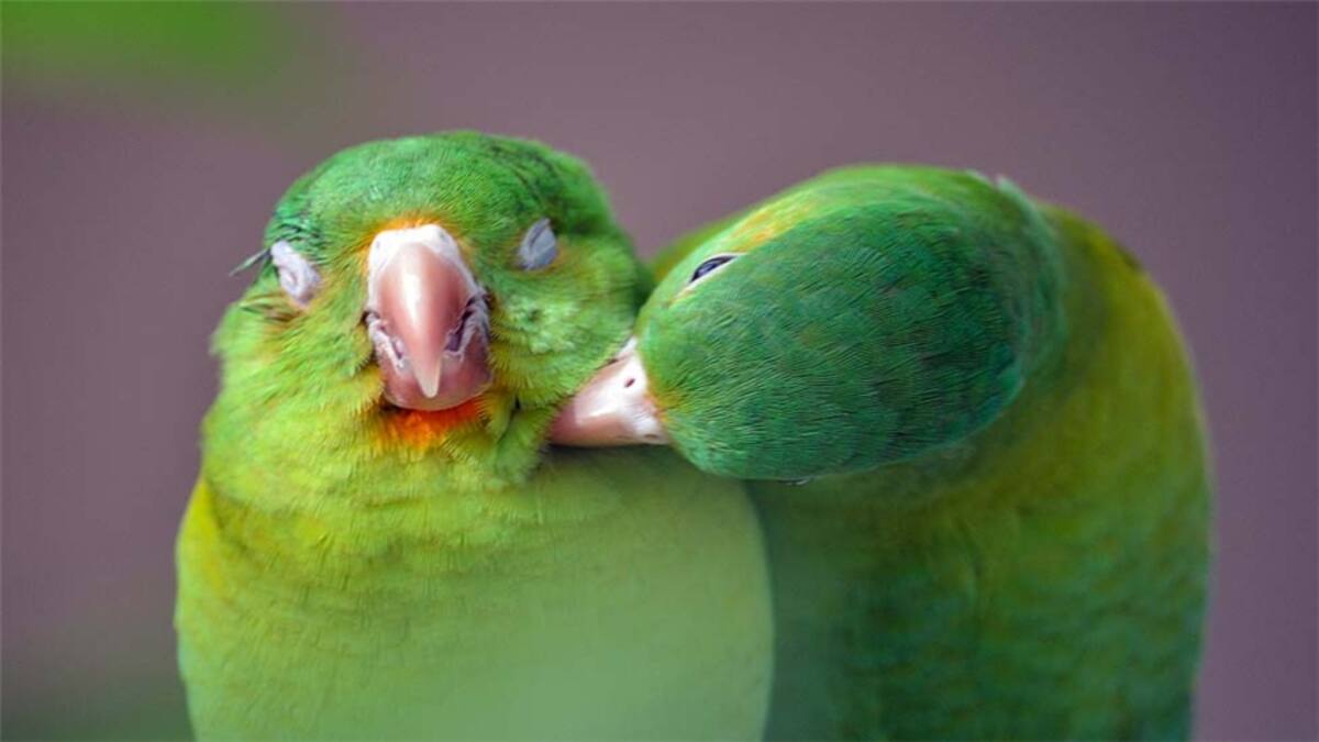 Dos amigas practicando Yoga al atardecer en Mago Sunsets, en Kohala Ranch, Big Island, Hawai. Foto: Carlos Martínez.