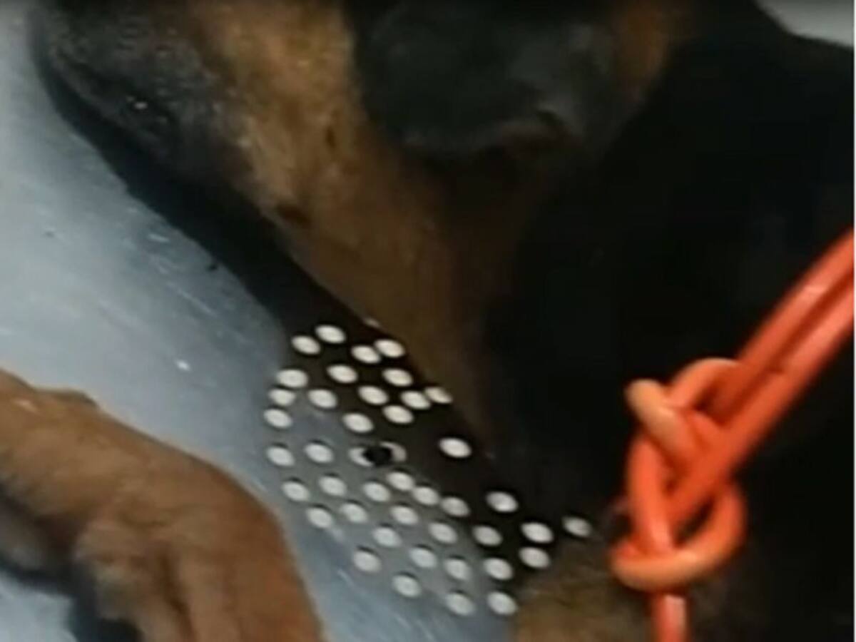 Aberrante caso maltrato animal Armenia, perro quemado con agua hirviendo