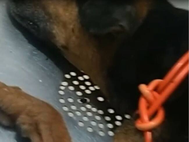 Aberrante caso maltrato animal Armenia, perro quemado con agua hirviendo