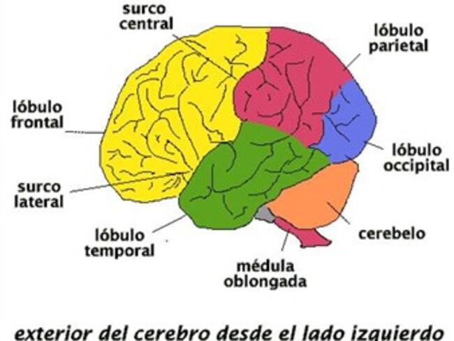 Descubren qué partes del cerebro están involucradas en la memoria visual