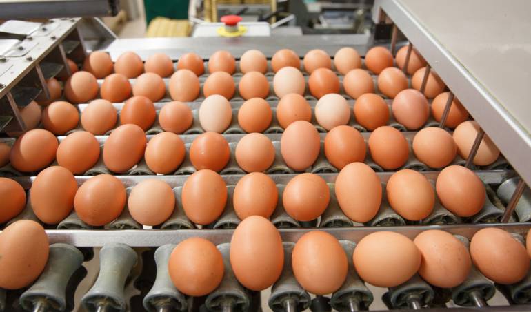 Clasificadora de huevos