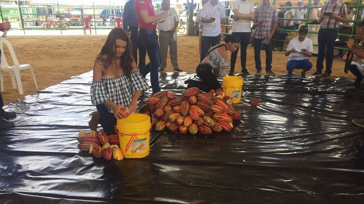 Ya viene el Salón del Cacao y Chocolate en Arauquita