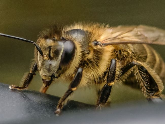 Tutela obliga al Estado a crear política de preservación de las abejas