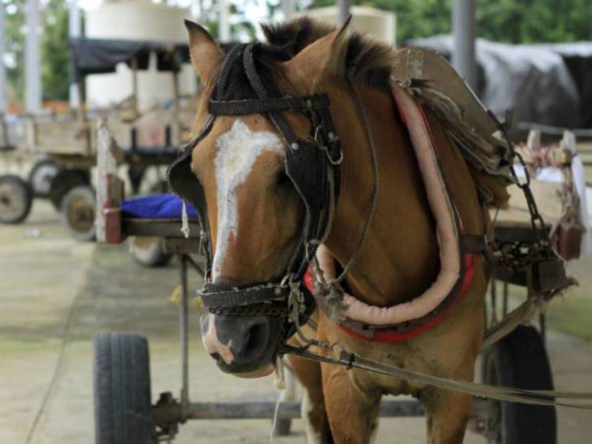 Por trabajo forzoso una Yegua tuvo que abortar