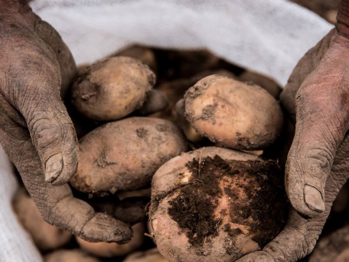 Gran papatón Bogotá: conozca dónde y cuándo se realizará