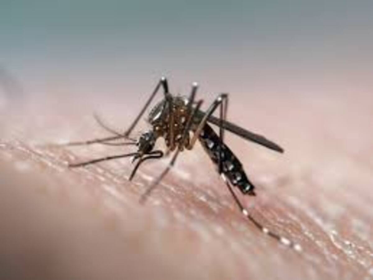 El Quindío se acerca a los 3 mil casos de dengue, autoridades llaman a la prevención