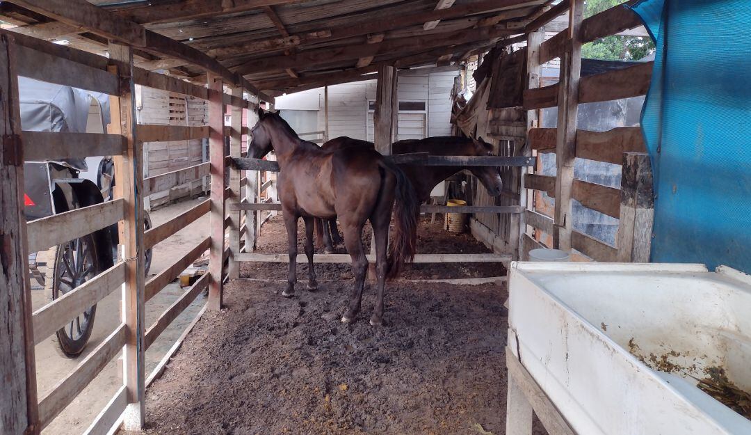El comediante incentivó una campaña a través de la plataforma ‘Vaki’ tras realizar denuncias sobre el maltrato a caballos cocheros