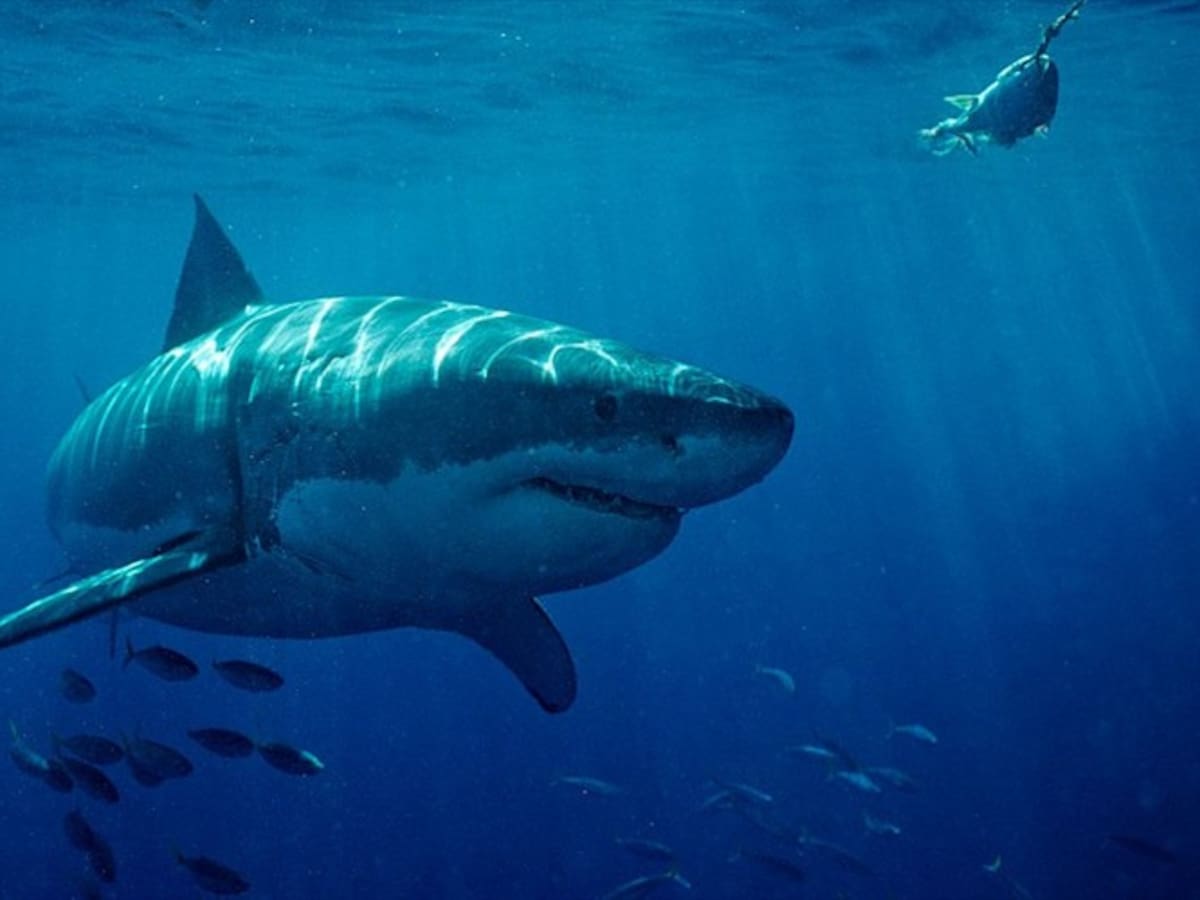 Instauran tutela contra resolución de pesca de tiburones emitida por Minagricultura