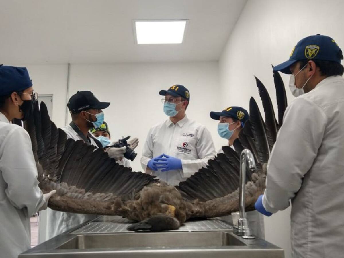 Buscan crear red nacional para proteger el cóndor andino