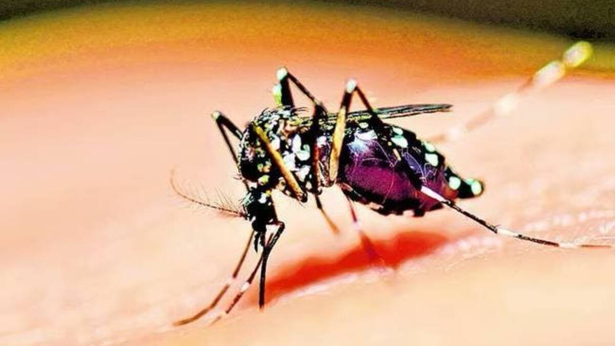 Alerta por casos de dengue en Pereira, hay 14 confirmados y otros 49 con alta probabilidad