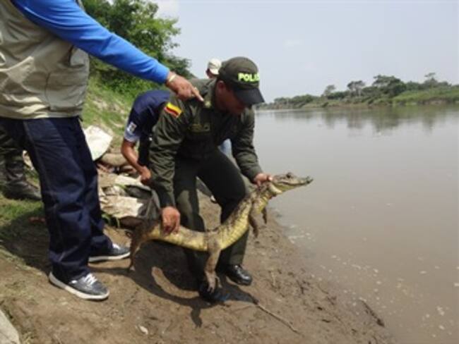 Policía de Bolívar capturó a dos presuntos traficantes de animales