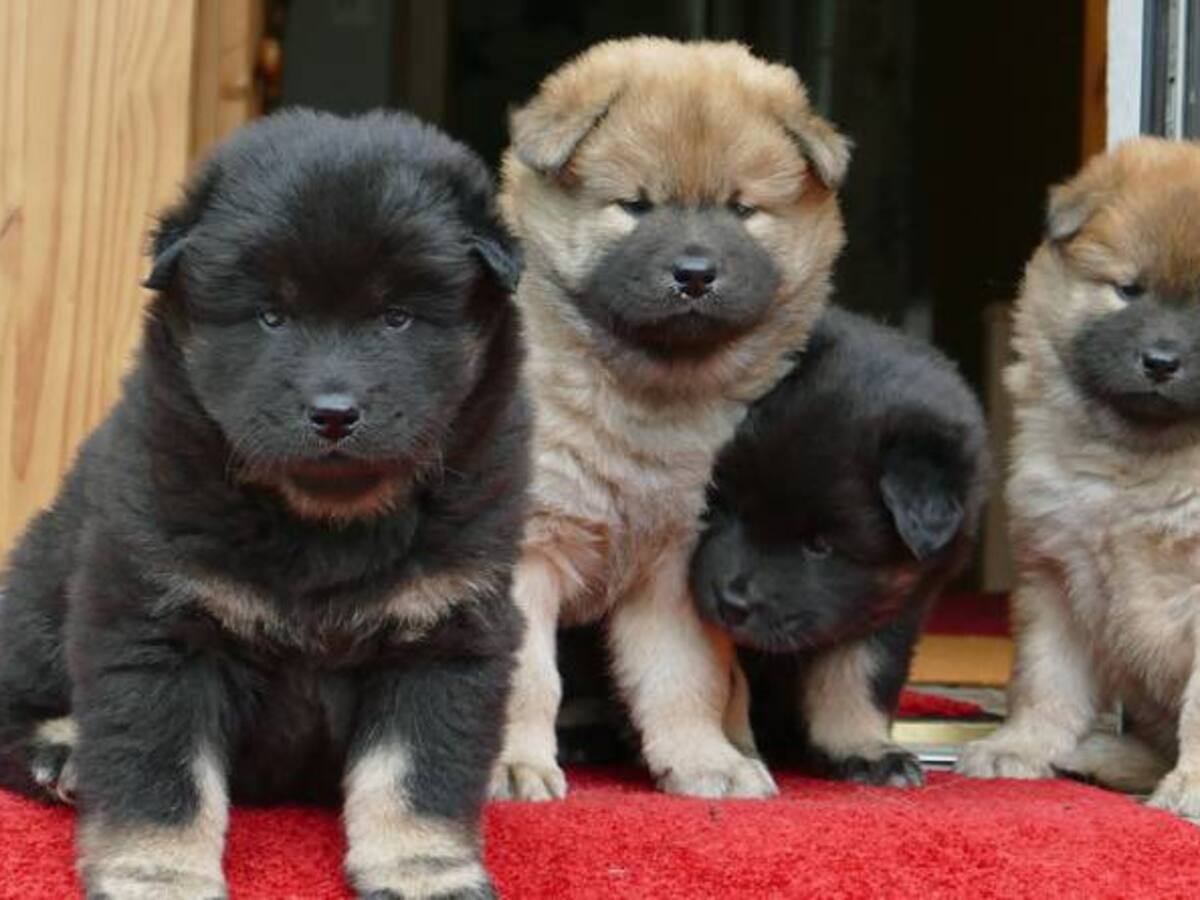 Una pareja de New Jersey con 276 perros en su casa va a juicio