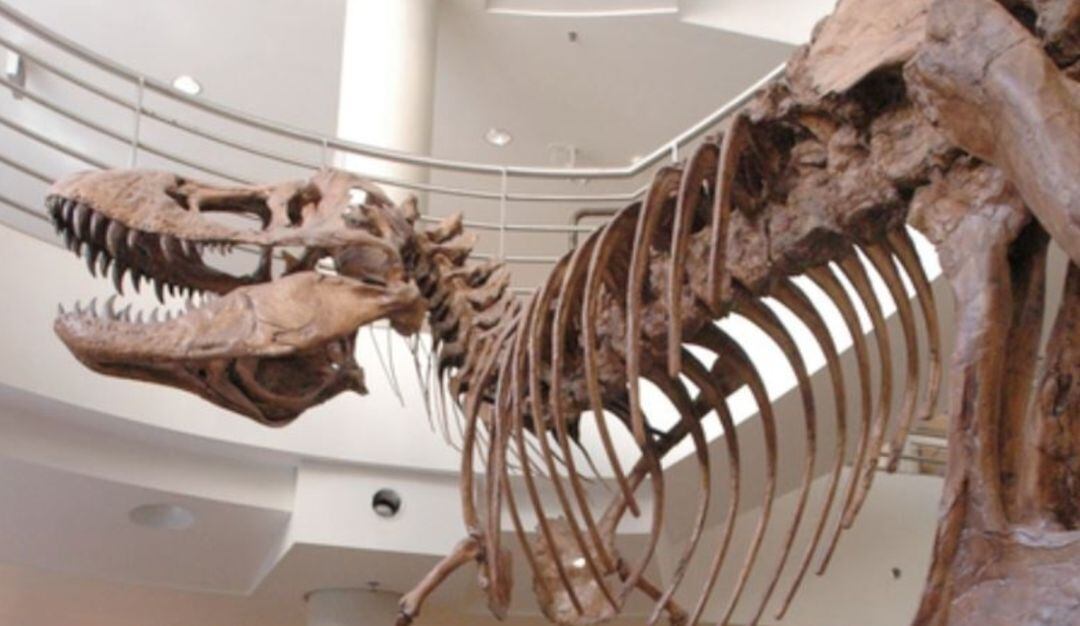 Un molde de tamaño natural de T. Rex en el atrio del Edificio de Ciencias de la Vida del Valle de UC Berkeley