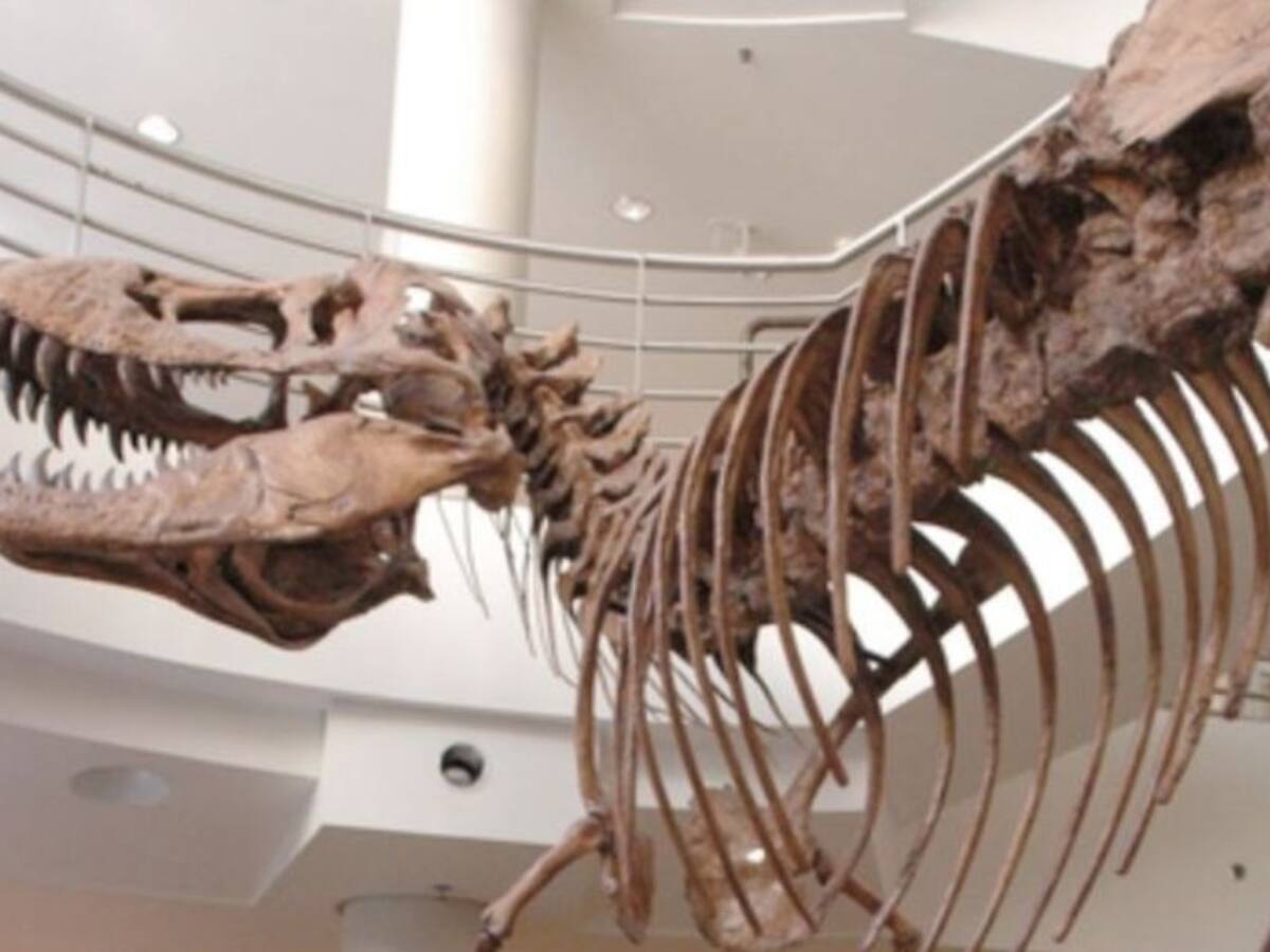 La razón por la que el Tyrannosaurus rex tenía brazos tan cortos