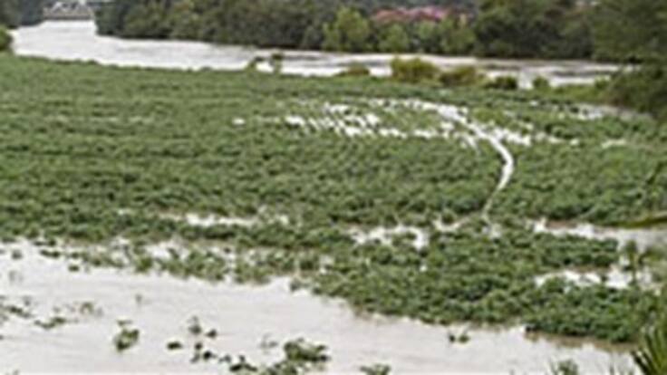 Invierno ha afectado cultivos de papa por 30 mil millones de pesos