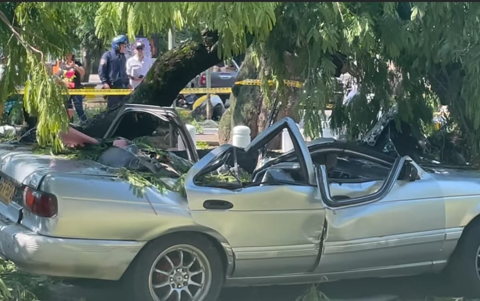 Se habla de que existen cerca de 200 árboles que deben de ser talados. Foto Redes Sociales.