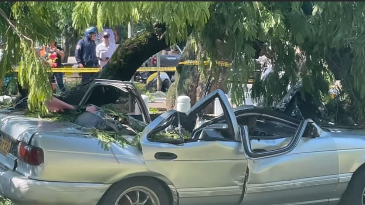 Árbol caído en la carrera quinta de Neiva deja un fallecido y varios lesionados