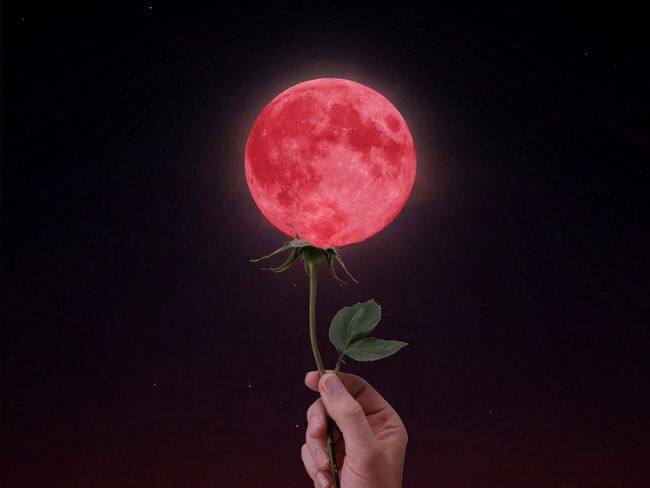 Foto Syaibatulhamdi/ Pixabay