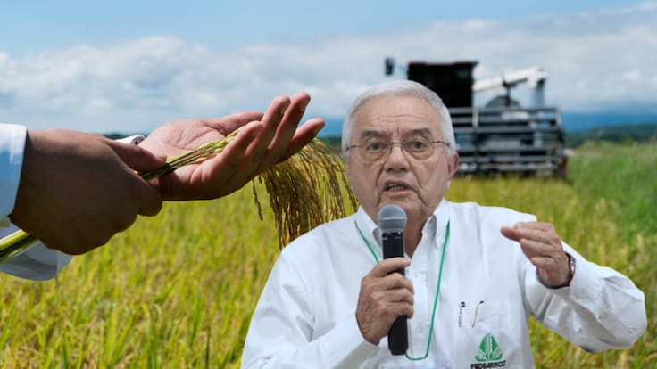 Rafael Hernández, gerente general de la Federación Nacional de Arroceros (Fedearroz)