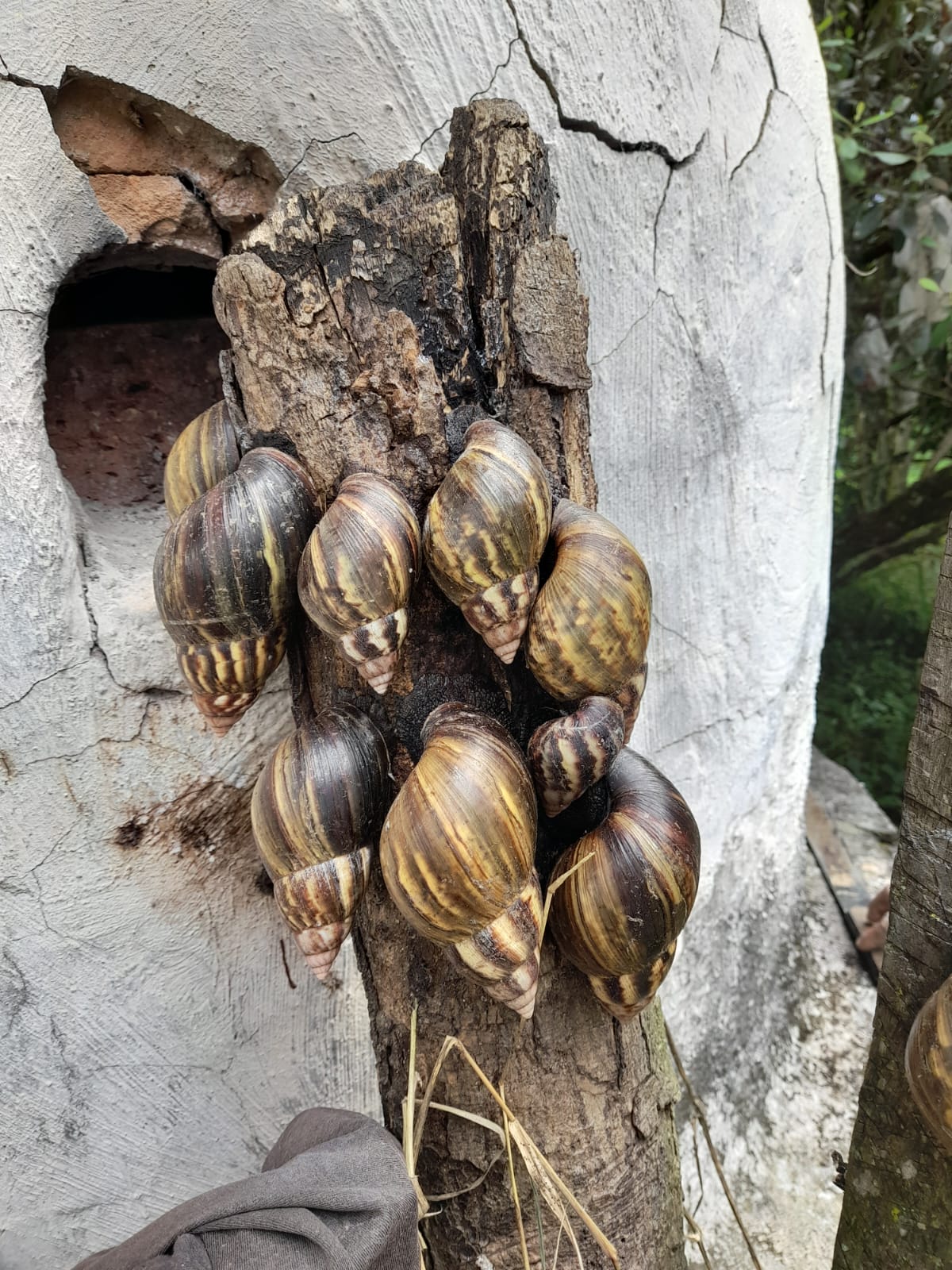 Caracol gigante africano en Cundinamarca. Foto: CAR.