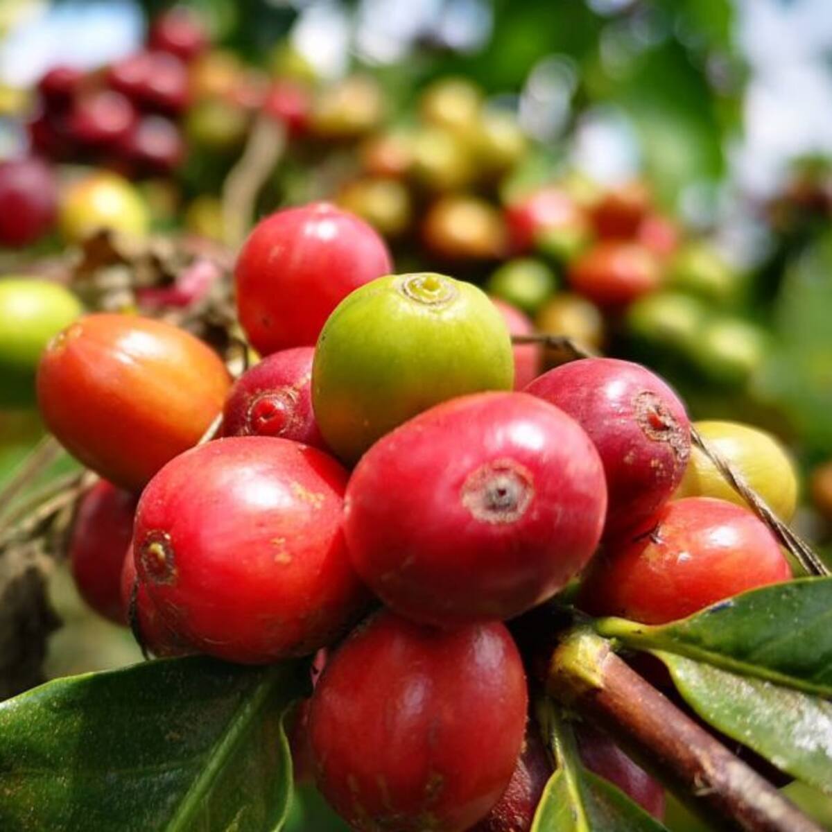En el departamento del Quindío van a carnetizar a los recolectores de café
