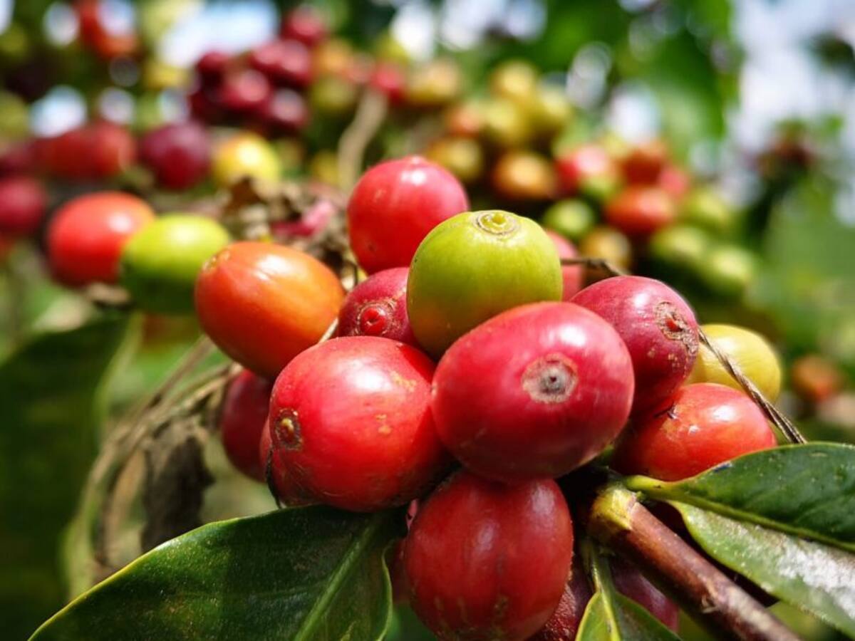 En el departamento del Quindío van a carnetizar a los recolectores de café