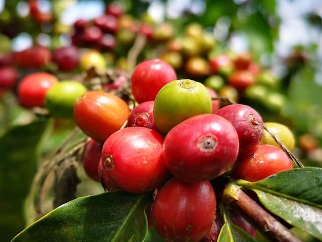 En el departamento del Quindío van a carnetizar a los recolectores de café