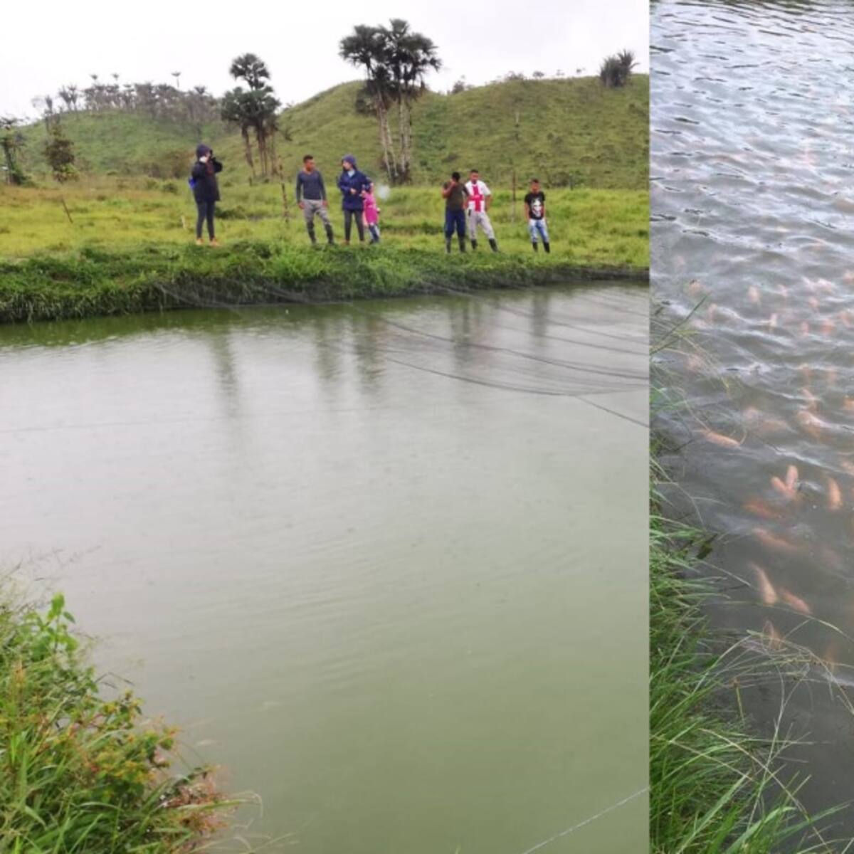 30 toneladas de pescado represadas en el Catatumbo