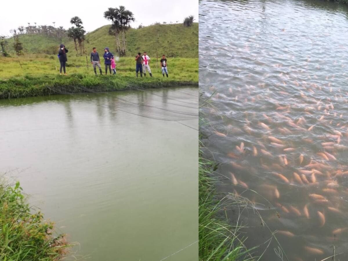 30 toneladas de pescado represadas en el Catatumbo
