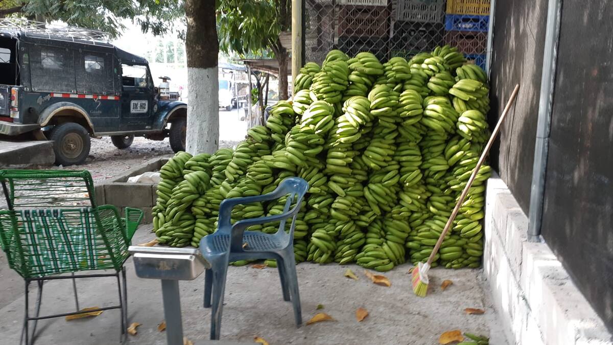 En el Huila, los cultivos de plátanos mejoran las condiciones de los campesinos