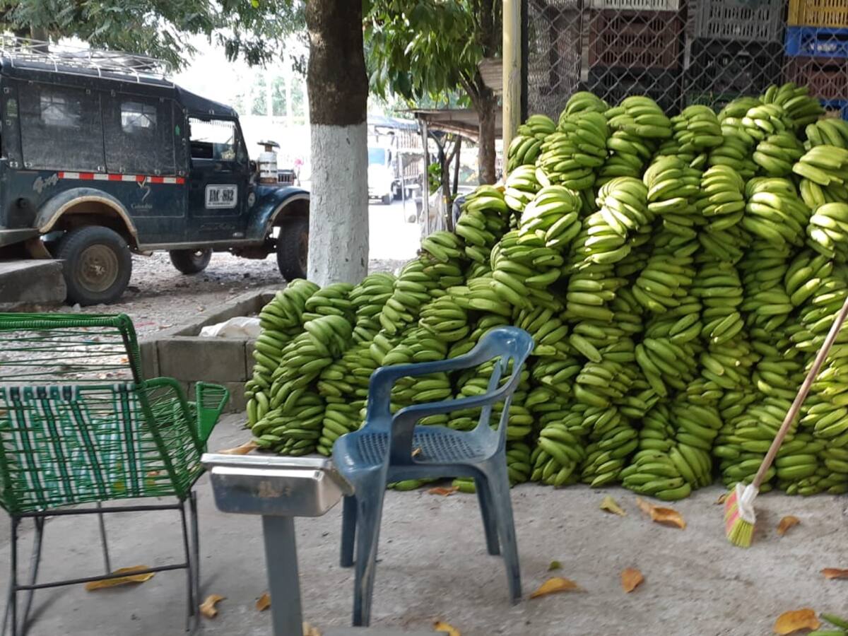 Impulsan cultivos de plátano en La Plata, Huila