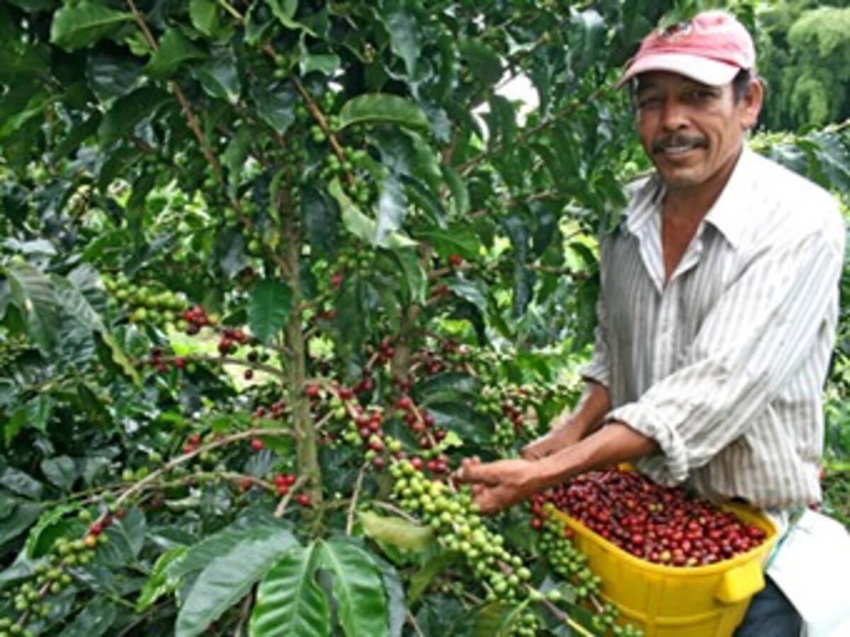 Paro agrario puede afectar la recolección de la cosecha cafetera en Caldas