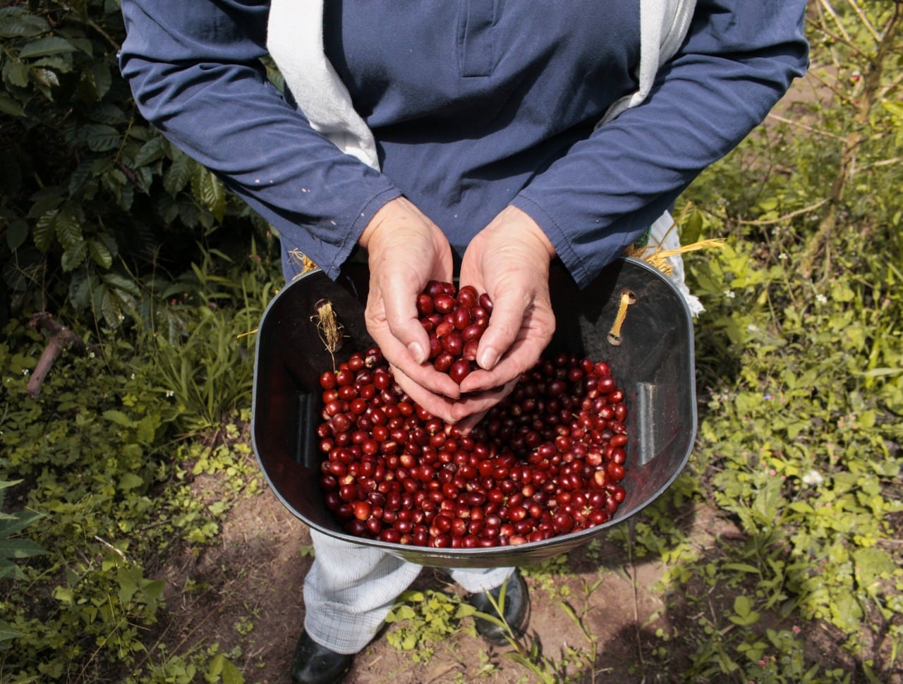 Día Nacional del Café. Foto: Cortesía Ángeles Gonzáles