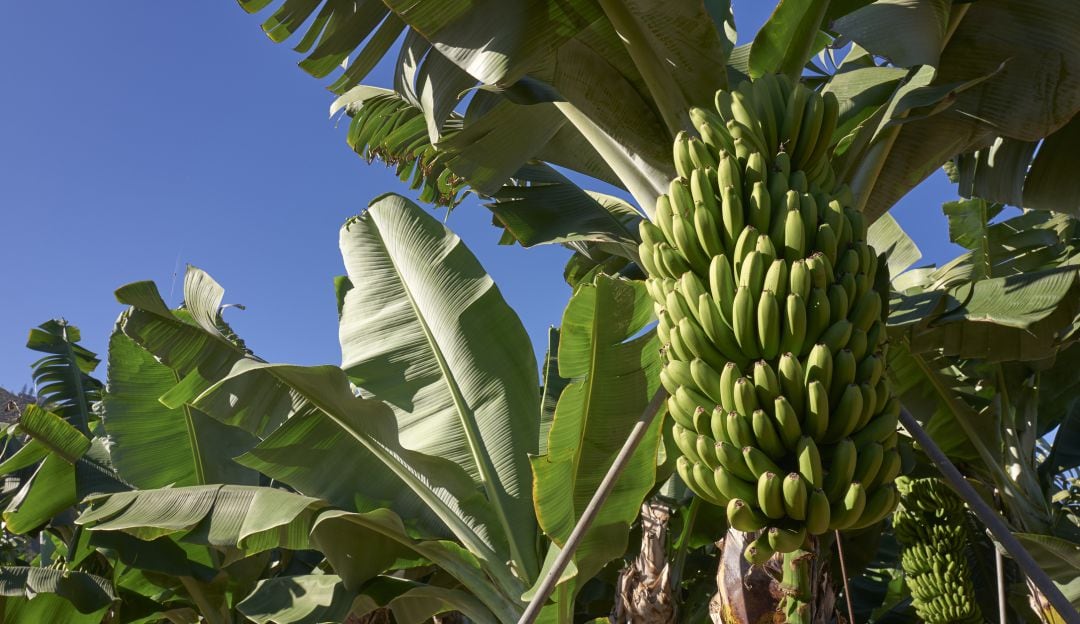 Racimo de bananos. Imagen de referencia