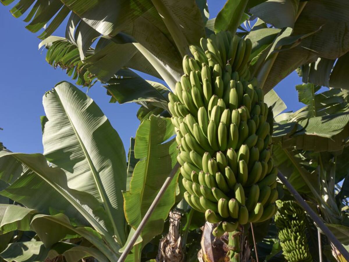 Bananeros respaldan anuncio del Gobierno Nacional de incrementar incautaciones de cocaína